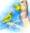 fig-parrots