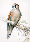 nankeen kestrel