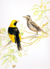 regent bowerbirds