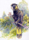 yellow-tailed black-cockatoo pine