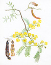 Acacia terminalis