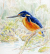 Azure Kingfisher