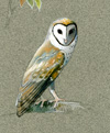 barn owl