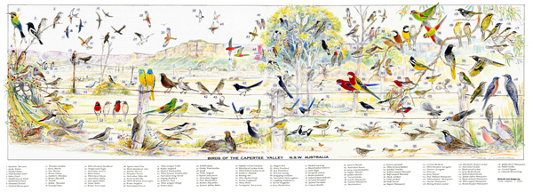 birds of capertee valley