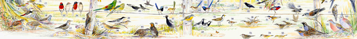 birds of capertee valley cropped