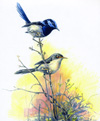 blue wrens bracken