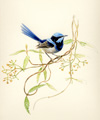 blue wren silkpod