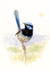 blue wren sun