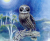 boobook owl