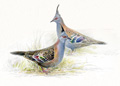 crested pigeons