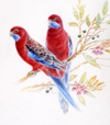 crimson rosellas