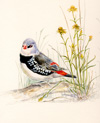 diamond firetail