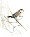 double-barred finch