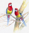 eastern rosellas 100