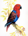 eclectus parrot fem 100