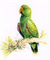 eclectus parrot male