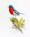 flame robin moss