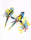 hooded parrots