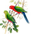 king parrots