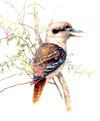 laughing kookaburra