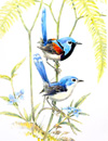 lovely fairy wrens