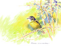 pale-yellow robin