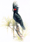 palm cockatoo