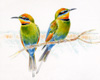 rainbow bee-eaters