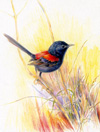 red-backed fairy-wren