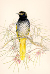 regent honeyeater