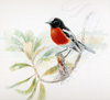 scarlet robin banksia