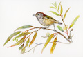 striated thornbill