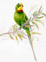 superb parrot