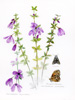 tetratheca small