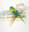 turquoise parrot 100