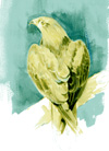 whistling kite