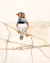 zebra finch